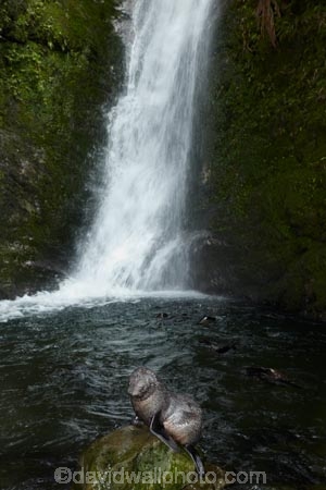 animals;Arctocephalus-forsteri;babies;baby;baby-fur-seal;baby-fur-seals;cub;cubs;Fur-Seal;fur-seal-cub;fur-seal-cubs;Kaikoura;Kaikoura-Coast;Kaikoura-Coastanimal;kekeno;mammal;mammals;marine;Marlborough;N.Z.;native;natural-history;nature;New-Zealand;New-Zealand-Fur-Seal;NZ;NZ-Fur-Seal;ocean;Ohau-Point-Seal-Colony;Ohau-Stream;Ohau-Stream-Waterfall;Ohau-Waterfall;S.I.;sea;seal;seals;SI;South-Is;South-Island;Sth-Is;water;waterfall;waterfalls;wildife