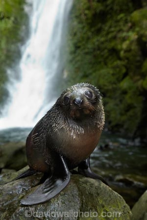 animals;Arctocephalus-forsteri;babies;baby;baby-fur-seal;baby-fur-seals;cub;cubs;Fur-Seal;fur-seal-cub;fur-seal-cubs;Kaikoura;Kaikoura-Coast;Kaikoura-Coastanimal;kekeno;mammal;mammals;marine;Marlborough;N.Z.;native;natural-history;nature;New-Zealand;New-Zealand-Fur-Seal;NZ;NZ-Fur-Seal;ocean;Ohau-Point-Seal-Colony;Ohau-Stream;Ohau-Stream-Waterfall;Ohau-Waterfall;S.I.;sea;seal;seals;SI;South-Is;South-Island;Sth-Is;water;waterfall;waterfalls;wildife
