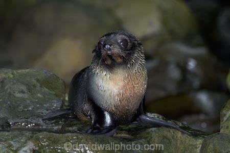 animals;Arctocephalus-forsteri;babies;baby;baby-fur-seal;baby-fur-seals;cub;cubs;Fur-Seal;fur-seal-cub;fur-seal-cubs;Kaikoura;Kaikoura-Coast;Kaikoura-Coastanimal;mammal;mammals;marine;Marlborough;N.Z.;native;natural-history;nature;New-Zealand;New-Zealand-Fur-Seal;NZ;NZ-Fur-Seal;ocean;Ohau-Point-Seal-Colony;Ohau-Stream;S.I.;sea;seal;seals;SI;South-Is;South-Island;Sth-Is;water;wildife