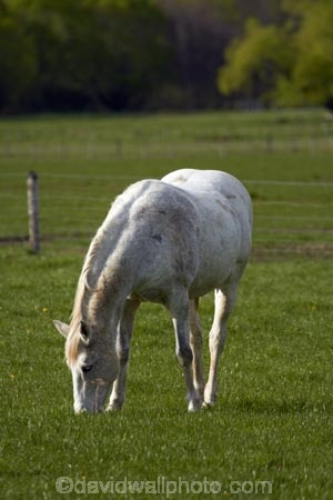 agricultural;agriculture;Canterbury;country;countryside;equestrian;farm;farming;farmland;farms;field;fields;Hamner;Hamner-Springs;Hanmer;Hanmer-Springs;horse;horses;Hurunui-District;meadow;meadows;N.Z.;New-Zealand;NZ;paddock;paddocks;pasture;pastures;rural;S.I.;SI;South-Is;South-Is.;South-Island;Sth-Is;white-horse;white-horses