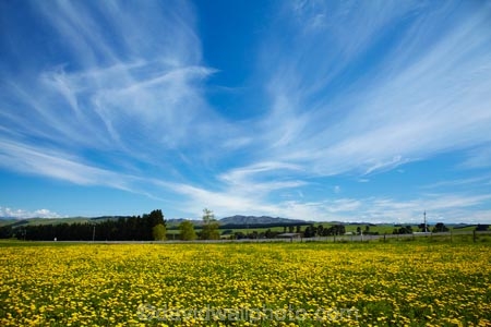 agricultural;agriculture;blue;country;countryside;Dandelion;Dandelions;farm;farming;farmland;farms;field;fields;Greta-Valley;meadow;meadows;N.Z.;New-Zealand;NZ;paddock;paddocks;pasture;pastures;rural;S.I.;SI;South-Is;South-Island;Sth-Is;Taraxacum;yellow;yellow-flower;yellow-flowers