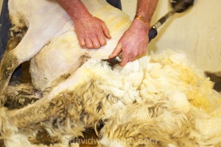 agriculture;Animal;Animals;barn;barns;breed;Countryside;Daytime;drysdale;drysdales;farm;Farm-animals;farmer;farmers;farming;farms;fleece;fleeces;Herbivore;Herbivores;Herbivorous;kaikoura;Livestock;Mammal;Mammals;marlborough;new-zealand;Outdoor;Outdoors;Outside;Rural;shear;shearer;shearers;shearing;shearing-shed;shearing-sheds;Sheep;shorn;south-island;stock;wool;wool-shed;wool-sheds;woolly;woolshed;woolsheds;wooly