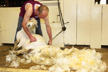 agriculture;Animal;Animals;barn;barns;breed;Countryside;Daytime;drysdale;drysdales;farm;Farm-animals;farmer;farmers;farming;farms;fleece;fleeces;Herbivore;Herbivores;Herbivorous;kaikoura;Livestock;Mammal;Mammals;marlborough;new-zealand;Outdoor;Outdoors;Outside;Rural;shear;shearer;shearers;shearing;shearing-shed;shearing-sheds;Sheep;shorn;south-island;stock;wool;wool-shed;wool-sheds;woolly;woolshed;woolsheds;wooly