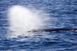 blow-hole;blow-holes;blow_hole;blow_holes;blowhole;blowholes;cetacean;cetaceans;diving;kaikoura;kaikoura-canyon;mammal;marine-mammal;marlborough;new-zealand;ocean;pacific-ocean;Physeter-macrocephalus;sea;south-island;sperm-whale;sperm-whales;spray;tail;tails;whale;whale-tail;whale-watching;whales
