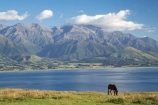 agricultural;agriculture;coast;coastal;coastline;coastlines;coasts;country;countryside;equestrian;farm;farming;farmland;farms;field;fields;horse;horses;Kaikoura;Kaikoura-Coast;Marlborough;meadow;meadows;N.Z.;New-Zealand;NZ;ocean;oceans;Pacific-Ocean;paddock;paddocks;pasture;pastures;rural;S.I.;sea;Seaward-Kaikoura-Range;Seaward-Kaikoura-Ranges;shore;shoreline;shorelines;shores;SI;South-Island;water