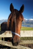 agricultural;agriculture;country;countryside;equestrian;farm;farming;farmland;farms;field;fields;gate;gates;gateway;gateways;horse;horses;Kaikoura;Kaikoura-Coast;Marlborough;meadow;meadows;N.Z.;New-Zealand;NZ;paddock;paddocks;pasture;pastures;rural;S.I.;SI;South-Island