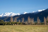 agricultural;agriculture;alp;alpine;alps;altitude;country;countryside;farm;farming;farmland;farms;field;fields;Kaikoura;Kaikoura-Range;Kaikoura-Ranges;Marlborough;meadow;meadows;mount;mountain;mountain-peak;mountainous;mountains;mountainside;mt;mt.;N.Z.;New-Zealand;NZ;paddock;paddocks;pasture;pastures;peak;peaks;range;ranges;rural;S.I.;season;seasonal;seasons;Seaward-Kaikoura-Range;Seaward-Kaikoura-Ranges;SI;snow;snow-capped;snow_capped;snowcapped;snowy;South-Is;South-Island;summit;summits;white;winter;wintery