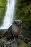 animals;Arctocephalus-forsteri;babies;baby;baby-fur-seal;baby-fur-seals;cub;cubs;Fur-Seal;fur-seal-cub;fur-seal-cubs;Kaikoura;Kaikoura-Coast;Kaikoura-Coastanimal;kekeno;mammal;mammals;marine;Marlborough;N.Z.;native;natural-history;nature;New-Zealand;New-Zealand-Fur-Seal;NZ;NZ-Fur-Seal;ocean;Ohau-Point-Seal-Colony;Ohau-Stream;Ohau-Stream-Waterfall;Ohau-Waterfall;S.I.;sea;seal;seals;SI;South-Is;South-Island;Sth-Is;water;waterfall;waterfalls;wildife