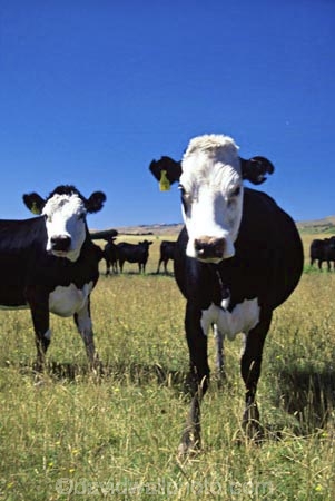 agriculture;beef;black;calves;cow;cows;dairy;farm;farming;farms;field;fields;grass;meadow;meadows;milk;milking;north-island;paddock;paddocks;pasture;pastures;rural;wairarapa;white