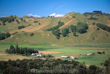 farm;rural;grass;agriculture;farming;farms;pasture;paddock;paddocks;field;fields;meadow;meadows;pastures;north-island;farmland;lush;green;verdant;fertile;Mangaweka;Manawatu;station;sheep