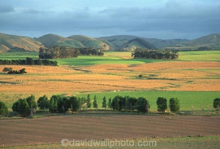 farm;rural;grass;agriculture;farming;farms;pasture;paddock;paddocks;field;fields;meadow;meadows;pastures;wairarapa;north-island;golden;trees;tree;farmland;martinborough