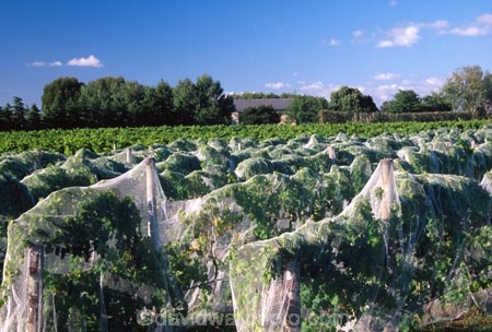 vine;vines;vineyard;vineyards;wine;wines;winery;wineries;grape;grapes;vintage;grapevine;horticulture;cultivation;rural;farm;farms;farming;field;fields;crop;crops;row;rows;post;posts;Martinborough;Wairarapa;North-Island;net;nets;netting;bird-net;bird-nets;bird-netting