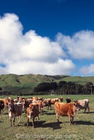 dairy;cow;milk;milking;farm;rural;grass;cows;calves;agriculture;farming;farms;pasture;paddock;paddocks;field;fields;meadow;meadows;pastures;black;white;beef;wairarapa;north-island