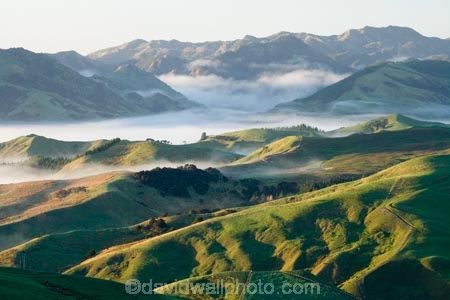 agricultural;agriculture;cloud;cloudy;country;countryside;early-morning;farm;farming;farmland;farms;field;fields;fog;foggy;Hikawera;Hinakura;Martinborough;meadow;meadows;mist;misty;N.I.;N.Z.;New-Zealand;NI;North-Island;NZ;paddock;paddocks;pasture;pastures;rural;Wairarapa