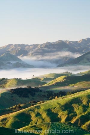 agricultural;agriculture;cloud;cloudy;country;countryside;early-morning;farm;farming;farmland;farms;field;fields;fog;foggy;Hikawera;Hinakura;Martinborough;meadow;meadows;mist;misty;N.I.;N.Z.;New-Zealand;NI;North-Island;NZ;paddock;paddocks;pasture;pastures;rural;Wairarapa
