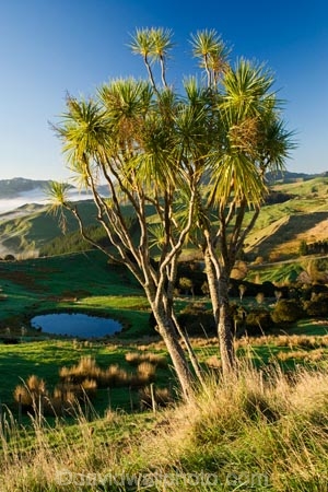 agricultural;agriculture;cabbage-tree;cabbage-trees;cloud;cloudy;country;countryside;early-morning;farm;farming;farmland;farms;field;fields;fog;foggy;Hikawera;Hinakura;irrigation-dam;irrigation-dams;Martinborough;meadow;meadows;mist;misty;N.I.;N.Z.;New-Zealand;NI;North-Island;NZ;paddock;paddocks;pasture;pastures;pond;ponds;pool;pools;reservoir;reservoirs;rural;Wairarapa
