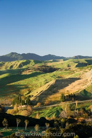 agricultural;agriculture;autuminal;autumn;autumnal;color;colors;colour;colours;country;countryside;deciduous;fall;farm;farming;farmland;farms;field;fields;Hikawera;Hinakura;leaf;leaves;Martinborough;meadow;meadows;N.I.;N.Z.;New-Zealand;NI;North-Island;NZ;paddock;paddocks;pasture;pastures;rural;season;seasonal;seasons;tree;trees;Wairarapa