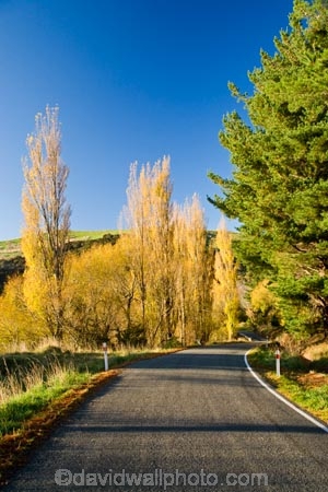 autuminal;autumn;autumn-colour;autumn-colours;autumnal;color;colors;colour;colours;deciduous;driving;fall;highway;highways;Hikawera;Hinakura;leaf;leaves;Martinborough;N.I.;N.Z.;New-Zealand;NI;North-Island;NZ;open-road;open-roads;poplar;poplars;road;road-trip;roads;season;seasonal;seasons;straight;transport;transportation;travel;traveling;travelling;tree;trees;trip;Wairarapa
