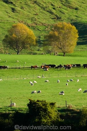 agricultural;agriculture;autuminal;autumn;autumnal;cattle;color;colors;colour;colours;country;countryside;cows;deciduous;fall;farm;farming;farmland;farms;field;fields;leaf;leaves;meadow;meadows;N.I.;N.Z.;New-Zealand;NI;North-Island;NZ;paddock;paddocks;pasture;pastures;rural;season;seasonal;seasons;sheep;stock;Tablelands;tree;trees;Wairarapa