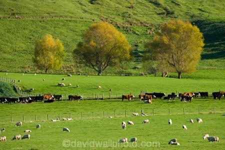 agricultural;agriculture;autuminal;autumn;autumnal;cattle;color;colors;colour;colours;country;countryside;cows;deciduous;fall;farm;farming;farmland;farms;field;fields;leaf;leaves;meadow;meadows;N.I.;N.Z.;New-Zealand;NI;North-Island;NZ;paddock;paddocks;pasture;pastures;rural;season;seasonal;seasons;sheep;stock;Tablelands;tree;trees;Wairarapa
