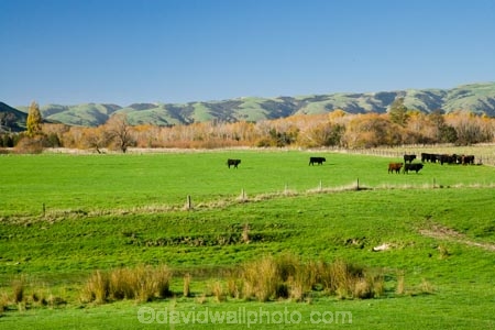agricultural;agriculture;autuminal;autumn;autumnal;cattle;color;colors;colour;colours;country;countryside;cows;deciduous;fall;farm;farming;farmland;farms;field;fields;leaf;leaves;meadow;meadows;N.I.;N.Z.;New-Zealand;NI;North-Island;NZ;paddock;paddocks;pasture;pastures;rural;season;seasonal;seasons;tree;trees;Wairarapa