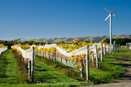 agricultural;agriculture;autuminal;autumn;autumn-colour;autumn-colours;autumnal;color;colors;colour;colours;country;countryside;crop;crops;cultivation;deciduous;fall;farm;farming;farmland;farms;field;fields;grape;grapes;grapevine;horticulture;leaf;leaves;Margrain-Vineyard;Margrain-Vineyards;Margrain-Wines;Martinborough;Martinborough-Wineries;Martinborough-Winery;N.I.;N.Z.;New-Zealand;NI;North-Island;NZ;orange;row;rows;rural;season;seasonal;seasons;tree;trees;vine;vines;vineyard;vineyards;vintage;Wairarapa;wine;wineries;winery;wines;yellow