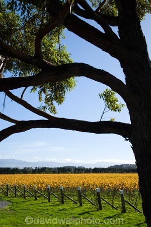 agricultural;agriculture;autuminal;autumn;autumn-colour;autumn-colours;autumnal;color;colors;colour;colours;country;countryside;crop;crops;cultivation;deciduous;fall;farm;farming;farmland;farms;field;fields;grape;grapes;grapevine;horticulture;Kotinga-Vineyard;Kotinga-Vineyards;leaf;leaves;Martinborough;Martinborough-Wineries;Martinborough-Winery;N.I.;N.Z.;New-Zealand;NI;North-Island;NZ;orange;Puruatanga-Road;row;rows;rural;season;seasonal;seasons;tree;trees;vine;vines;vineyard;vineyards;vintage;Wairarapa;wine;wineries;winery;wines;yellow