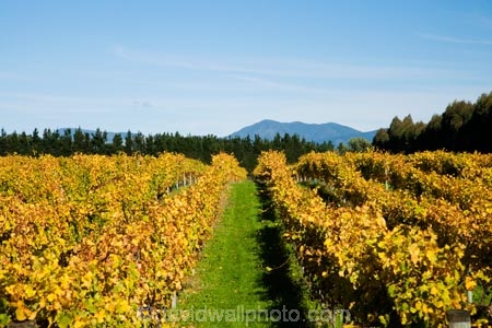 agricultural;agriculture;autuminal;autumn;autumn-colour;autumn-colours;autumnal;color;colors;colour;colours;country;countryside;crop;crops;cultivation;deciduous;East-Plain-Vineyard;fall;farm;farming;farmland;farms;field;fields;grape;grapes;grapevine;horticulture;leaf;leaves;Martinborough;Martinborough-Wineries;Martinborough-Winery;N.I.;N.Z.;New-Zealand;NI;North-Island;NZ;orange;Puruatanga-Road;row;rows;rural;season;seasonal;seasons;Te-Kairanga;Te-Kairanga-Vineyard;Te-Kairanga-Vineyards;Te-Kairanga-Wines;tree;trees;vine;vines;vineyard;vineyards;vintage;Wairarapa;wine;wineries;winery;wines;yellow
