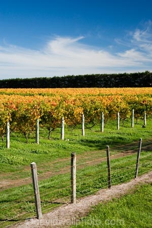 agricultural;agriculture;autuminal;autumn;autumn-colour;autumn-colours;autumnal;color;colors;colour;colours;country;countryside;crop;crops;cultivation;deciduous;East-Plain-Vineyard;fall;farm;farming;farmland;farms;field;fields;grape;grapes;grapevine;horticulture;leaf;leaves;Martinborough;Martinborough-Wineries;Martinborough-Winery;N.I.;N.Z.;New-Zealand;NI;North-Island;NZ;orange;Puruatanga-Road;row;rows;rural;season;seasonal;seasons;Te-Kairanga;Te-Kairanga-Vineyard;Te-Kairanga-Vineyards;Te-Kairanga-Wines;tree;trees;vine;vines;vineyard;vineyards;vintage;Wairarapa;wine;wineries;winery;wines;yellow