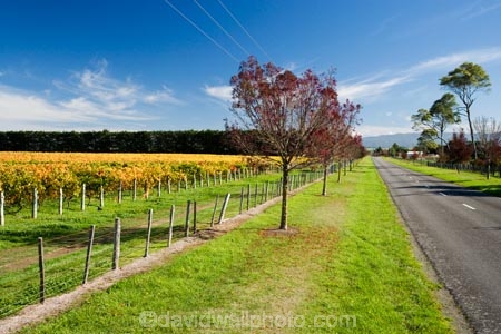 agricultural;agriculture;autuminal;autumn;autumn-colour;autumn-colours;autumnal;color;colors;colour;colours;country;countryside;crop;crops;cultivation;deciduous;East-Plain-Vineyard;fall;farm;farming;farmland;farms;field;fields;grape;grapes;grapevine;horticulture;leaf;leaves;Martinborough;Martinborough-Wineries;Martinborough-Winery;N.I.;N.Z.;New-Zealand;NI;North-Island;NZ;orange;Puruatanga-Road;row;rows;rural;season;seasonal;seasons;Te-Kairanga;Te-Kairanga-Vineyard;Te-Kairanga-Vineyards;Te-Kairanga-Wines;tree;trees;vine;vines;vineyard;vineyards;vintage;Wairarapa;wine;wineries;winery;wines;yellow