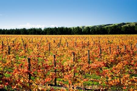 agricultural;agriculture;autuminal;autumn;autumn-colour;autumn-colours;autumnal;color;colors;colour;colours;country;countryside;crop;crops;cultivation;deciduous;fall;farm;farming;farmland;farms;field;fields;grape;grapes;grapevine;horticulture;leaf;leaves;Martinborough;Martinborough-Wineries;Martinborough-Winery;N.I.;N.Z.;New-Zealand;NI;North-Island;NZ;orange;row;rows;rural;season;seasonal;seasons;Te-Muna-Road;tree;trees;vine;vines;vineyard;vineyards;vintage;Wairarapa;wine;wineries;winery;wines;yellow