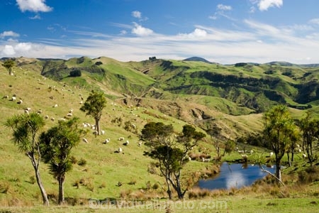 agricultural;agriculture;cabbage-tree;cabbage-trees;country;countryside;farm;farming;farmland;farms;field;fields;irrigation-dam;irrigation-dams;meadow;meadows;N.I.;N.Z.;New-Zealand;NI;North-Island;NZ;paddock;paddocks;pasture;pastures;pond;ponds;pool;pools;reservoir;reservoirs;rural;sheep;stock;Wairarapa