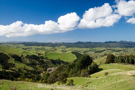 agricultural;agriculture;country;countryside;farm;farming;farmland;farms;field;fields;meadow;meadows;N.I.;N.Z.;New-Zealand;NI;North-Island;NZ;paddock;paddocks;pasture;pastures;rural;Wairarapa