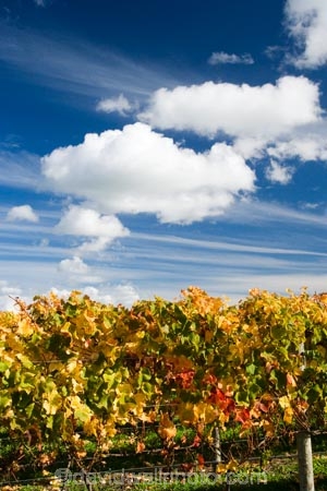 agricultural;agriculture;autuminal;autumn;autumn-colour;autumn-colours;autumnal;color;colors;colour;colours;country;countryside;crop;crops;cultivation;deciduous;fall;farm;farming;farmland;farms;field;fields;grape;grapes;grapevine;horticulture;leaf;leaves;Martinborough;Martinborough-Wineries;Martinborough-Winery;N.I.;N.Z.;New-Zealand;NI;North-Island;NZ;orange;Puruatanga-Road;row;rows;rural;season;seasonal;seasons;tree;trees;vine;vines;vineyard;vineyards;vintage;Wairarapa;wine;wineries;winery;wines;yellow