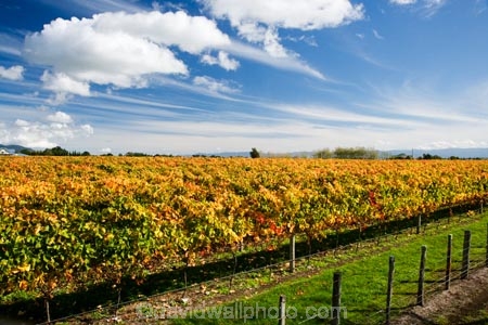 agricultural;agriculture;autuminal;autumn;autumn-colour;autumn-colours;autumnal;color;colors;colour;colours;country;countryside;crop;crops;cultivation;deciduous;fall;farm;farming;farmland;farms;field;fields;grape;grapes;grapevine;horticulture;leaf;leaves;Martinborough;Martinborough-Wineries;Martinborough-Winery;N.I.;N.Z.;New-Zealand;NI;North-Island;NZ;orange;Puruatanga-Road;row;rows;rural;season;seasonal;seasons;tree;trees;vine;vines;vineyard;vineyards;vintage;Wairarapa;wine;wineries;winery;wines;yellow