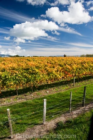 agricultural;agriculture;autuminal;autumn;autumn-colour;autumn-colours;autumnal;color;colors;colour;colours;country;countryside;crop;crops;cultivation;deciduous;fall;farm;farming;farmland;farms;field;fields;grape;grapes;grapevine;horticulture;leaf;leaves;Martinborough;Martinborough-Wineries;Martinborough-Winery;N.I.;N.Z.;New-Zealand;NI;North-Island;NZ;orange;Puruatanga-Road;row;rows;rural;season;seasonal;seasons;tree;trees;vine;vines;vineyard;vineyards;vintage;Wairarapa;wine;wineries;winery;wines;yellow