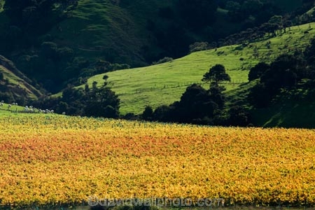agricultural;agriculture;autuminal;autumn;autumn-colour;autumn-colours;autumnal;color;colors;colour;colours;country;countryside;crop;crops;cultivation;deciduous;fall;farm;farming;farmland;farms;field;fields;grape;grapes;grapevine;horticulture;leaf;leaves;Martinborough;Martinborough-Masterton-Road;Martinborough-Wineries;Martinborough-Winery;N.I.;N.Z.;New-Zealand;NI;North-Island;NZ;orange;row;rows;rural;season;seasonal;seasons;Springrock-Vineyard;Springrock-Vineyards;Te-Kairanga;Te-Kairanga-Vineyard;Te-Kairanga-Vineyards;Te-Kairanga-Wines;tree;trees;vine;vines;vineyard;vineyards;vintage;Wairarapa;Whangaehu-Valley;wine;wineries;winery;wines;yellow
