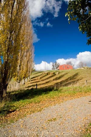 autuminal;autumn;autumn-colour;autumn-colours;autumnal;color;colors;colour;colours;deciduous;fall;Farm-Building;Farm-Buildings;Farm-Shed;Farm-Sheds;leaf;leaves;Martinborough;N.I.;N.Z.;New-Zealand;NI;North-Island;NZ;poplar;poplars;season;seasonal;seasons;Shearing-Shed;Shearing-Sheds;Sheep-Shed;Sheep-Sheds;tree;trees;Wool-Shed;Wool-Sheds