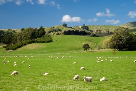 agricultural;agriculture;country;countryside;farm;farming;farmland;farms;field;fields;Longbush;meadow;meadows;N.I.;N.Z.;New-Zealand;NI;North-Island;NZ;paddock;paddocks;pasture;pastures;rural;sheep;stock;Wairarapa