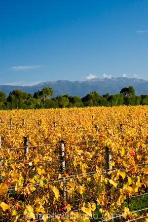 agricultural;agriculture;autuminal;autumn;autumn-colour;autumn-colours;autumnal;color;colors;colour;colours;country;countryside;crop;crops;cultivation;deciduous;fall;farm;farming;farmland;farms;field;fields;grape;grapes;grapevine;horticulture;leaf;leaves;Martinborough;Martinborough-Wineries;Martinborough-Winery;Martins-Road-Vineyard;N.I.;N.Z.;New-Zealand;NI;North-Island;NZ;orange;row;rows;rural;season;seasonal;seasons;Te-Kairanga-Vineyard;Te-Kairanga-Vineyards;Te-Kairanga-Wines;tree;trees;vine;vines;vineyard;vineyards;vintage;Wairarapa;wine;wineries;winery;wines;yellow
