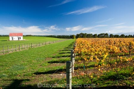 agricultural;agriculture;autuminal;autumn;autumn-colour;autumn-colours;autumnal;color;colors;colour;colours;country;countryside;crop;crops;cultivation;deciduous;fall;farm;farming;farmland;farms;field;fields;grape;grapes;grapevine;horticulture;leaf;leaves;Martinborough;Martinborough-Wineries;Martinborough-Winery;Martins-Road-Vineyard;N.I.;N.Z.;New-Zealand;NI;North-Island;NZ;orange;row;rows;rural;season;seasonal;seasons;Te-Kairanga-Vineyard;Te-Kairanga-Vineyards;Te-Kairanga-Wines;tree;trees;vine;vines;vineyard;vineyards;vintage;Wairarapa;wine;wineries;winery;wines;yellow