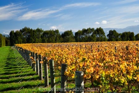 agricultural;agriculture;autuminal;autumn;autumn-colour;autumn-colours;autumnal;color;colors;colour;colours;country;countryside;crop;crops;cultivation;deciduous;fall;farm;farming;farmland;farms;field;fields;grape;grapes;grapevine;horticulture;leaf;leaves;Martinborough;Martinborough-Wineries;Martinborough-Winery;Martins-Road-Vineyard;N.I.;N.Z.;New-Zealand;NI;North-Island;NZ;orange;row;rows;rural;season;seasonal;seasons;Te-Kairanga-Vineyard;Te-Kairanga-Vineyards;Te-Kairanga-Wines;tree;trees;vine;vines;vineyard;vineyards;vintage;Wairarapa;wine;wineries;winery;wines;yellow