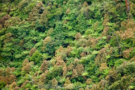 beautiful;beauty;bush;cyathea;endemic;fern;ferns;forest;forests;frond;fronds;green;Lower-North-Island;N.I.;N.Z.;native;native-bush;natives;natural;nature;New-Zealand;NI;North-Island;NZ;pittosporum;pittosporums;ponga;pongas;punga;pungas;Ruahine-Forest-Park;Ruahine-Range;Ruahine-Ranges;scene;scenic;Tararua;tree;tree-fern;tree-ferns;trees;wood;woods