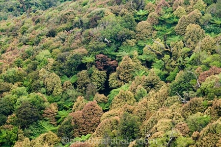 beautiful;beauty;bush;cyathea;endemic;fern;ferns;forest;forests;frond;fronds;green;Lower-North-Island;N.I.;N.Z.;native;native-bush;natives;natural;nature;New-Zealand;NI;North-Island;NZ;pittosporum;pittosporums;ponga;pongas;punga;pungas;Ruahine-Forest-Park;Ruahine-Range;Ruahine-Ranges;scene;scenic;Tararua;tree;tree-fern;tree-ferns;trees;wood;woods