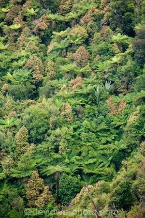 beautiful;beauty;bush;Cordyline-indivisa;cyathea;endemic;fern;ferns;forest;forests;frond;fronds;green;Lower-North-Island;Mountain-Cabbage-Tree;N.I.;N.Z.;native;native-bush;natives;natural;nature;New-Zealand;NI;North-Island;NZ;pittosporum;pittosporums;ponga;pongas;punga;pungas;Ruahine-Forest-Park;Ruahine-Range;Ruahine-Ranges;scene;scenic;Tararua;tree;tree-fern;tree-ferns;trees;wood;woods