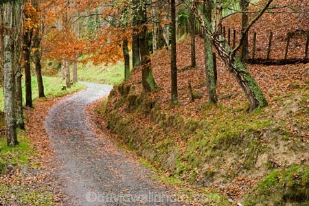 autuminal;autumn;autumn-colour;autumn-colours;autumnal;avenue;color;colors;colour;colours;deciduous;fall;leaf;leaves;N.I.;N.Z.;New-Zealand;NI;North-Island;NZ;Rangitikei;road;roads;season;seasonal;seasons;track;tracks;tree;trees;Utiku;wood;woods