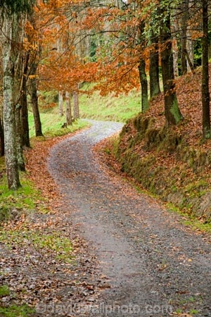 autuminal;autumn;autumn-colour;autumn-colours;autumnal;avenue;color;colors;colour;colours;deciduous;fall;leaf;leaves;N.I.;N.Z.;New-Zealand;NI;North-Island;NZ;Rangitikei;road;roads;season;seasonal;seasons;track;tracks;tree;trees;Utiku;wood;woods