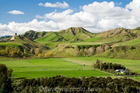 agricultural;agriculture;country;countryside;farm;farming;farmland;farms;field;fields;Mangaweka;meadow;meadows;N.I.;N.Z.;New-Zealand;NI;North-Island;NZ;paddock;paddocks;pasture;pastures;Rangitikei;rural