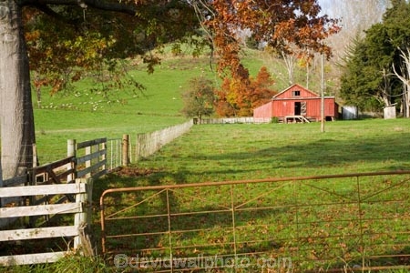 agricultural;agriculture;autuminal;autumn;autumn-colour;autumn-colours;autumnal;color;colors;colour;colours;country;countryside;deciduous;fall;farm;Farm-Building;Farm-Buildings;Farm-Shed;Farm-Sheds;farming;farmland;farms;fence;fenceline;fencelines;fences;field;fields;Kawhatau-Valley;leaf;leaves;meadow;meadows;N.I.;N.Z.;New-Zealand;NI;North-Island;NZ;paddock;paddocks;pasture;pastures;Rangitikei;rural;season;seasonal;seasons;Shearing-Shed;Shearing-Sheds;Sheep-Shed;Sheep-Sheds;tree;trees;Wool-Shed;Wool-Sheds