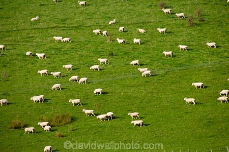 agricultural;agriculture;country;countryside;farm;farming;farmland;farms;field;fields;Kawhatau-Valley;meadow;meadows;N.I.;N.Z.;New-Zealand;NI;North-Island;NZ;paddock;paddocks;pasture;pastures;Rangitikei;rural;sheep